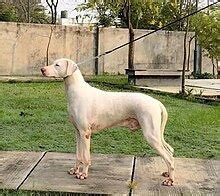 rajapalayam dog|rajapalayam dog wikipedia.